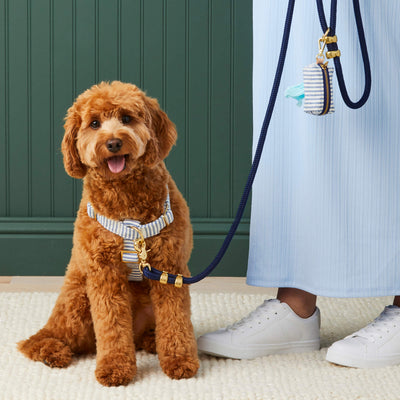 Ocean Blue Nylon Rope Dog Leash