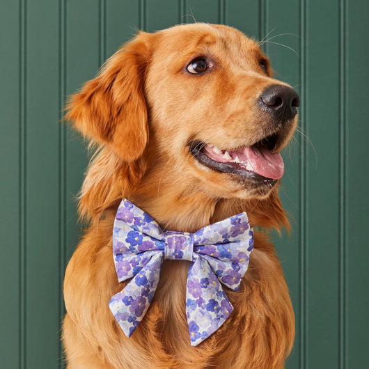 Pressed Pansies Dog Bow