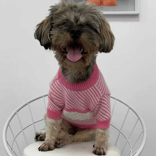 Dog Next Sweater