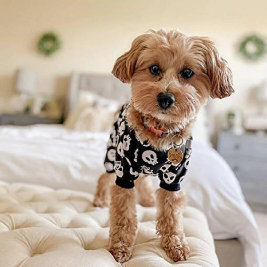 Dog Fancy Costumes