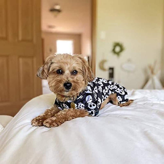 Dog Fancy Costumes