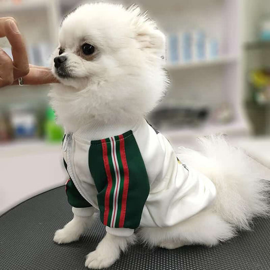 Dog Baseball Icy Coat