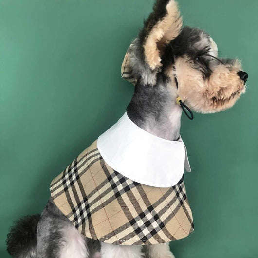Dog Shawl Coat And Posh Hat