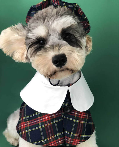 Dog Shawl Coat And Posh Hat