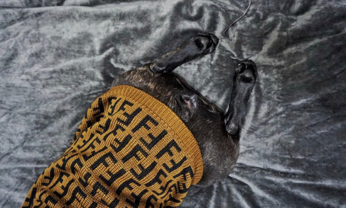 FF Fabulous Fashion Doggo Prime Sweater
