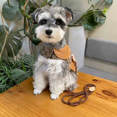 Designer Dog Coats With Crisp Harness
