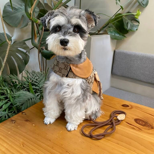 Designer Dog Coats With Crisp Harness