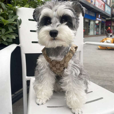 Dog Vibrant Suspenders