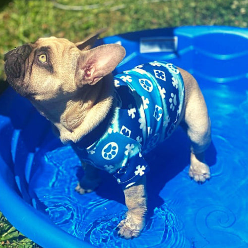 Pany Paws Posh Tshirt