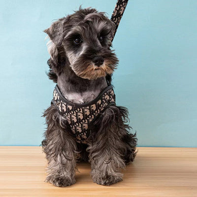 DD Harness & Leash Icy Set