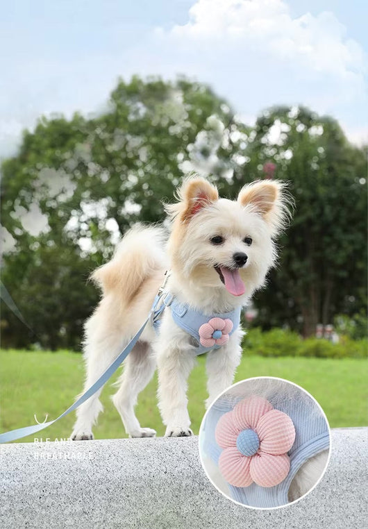 Flowy Harness & Leash Throwie Set