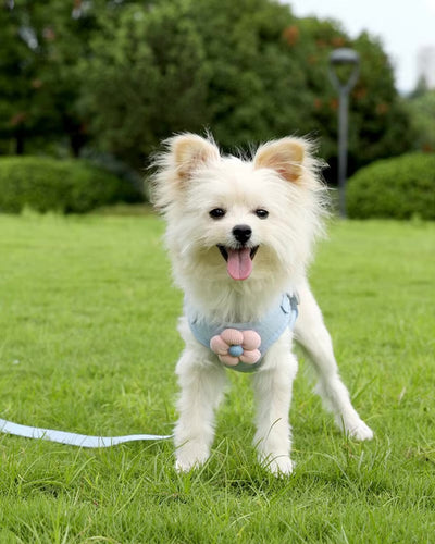 Flowy Harness & Leash Throwie Set