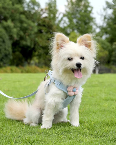 Flowy Harness & Leash Throwie Set