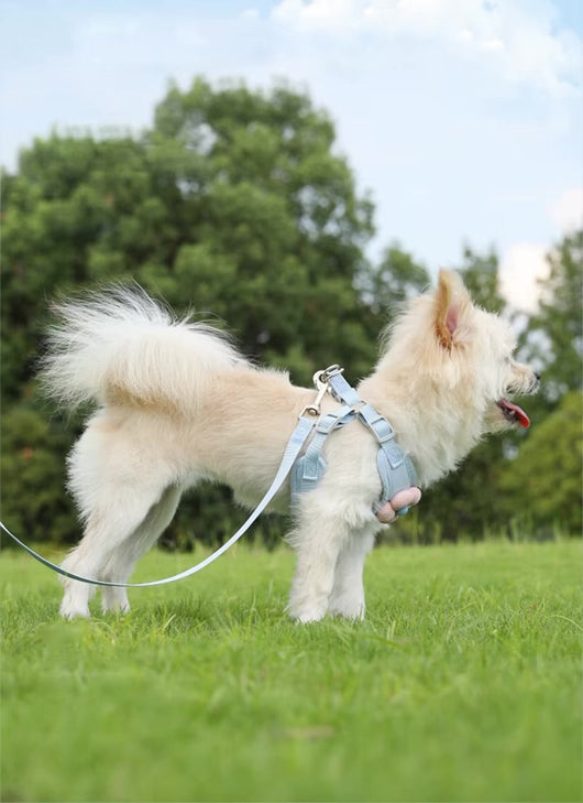Flowy Harness & Leash Iconic Set