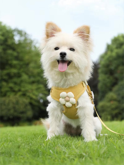 Flowy Harness & Leash Iconic Set