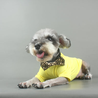 Dapper Paws: Bow Unseen Tie