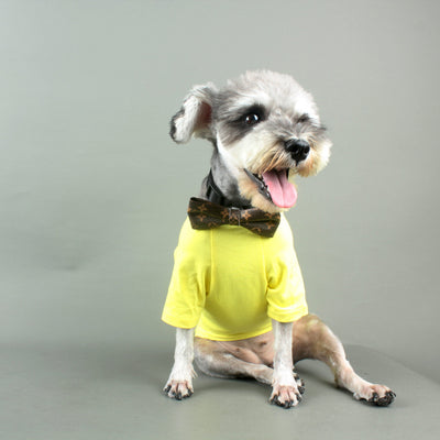 Dapper Paws: Bow Unseen Tie