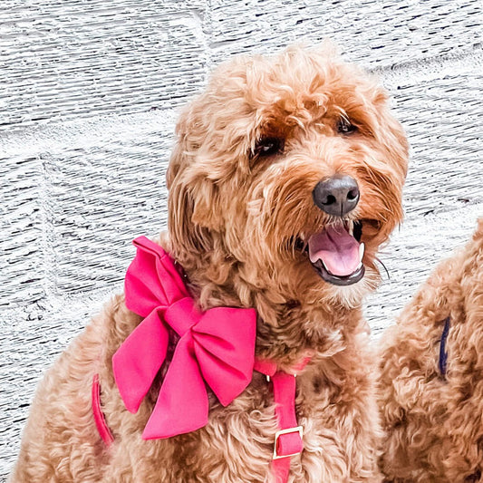 Hot Pink Dog Bow