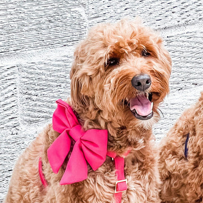 Hot Pink Dog Bow