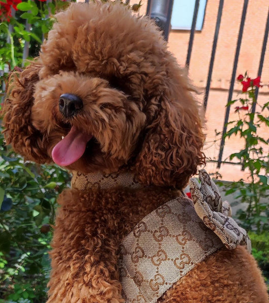 Pomy Bow Fire Harness