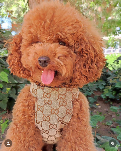 Pomy Bow Fire Harness
