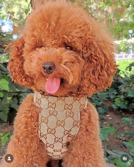 Pomy Bow Fire Harness