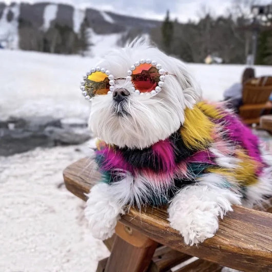 Canine Shades Squad Doggos Fancy Sunglasses