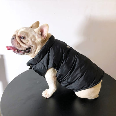 Designer Winter Jacket For FancyDogs