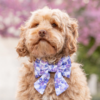 Pressed Pansies Bow Collar