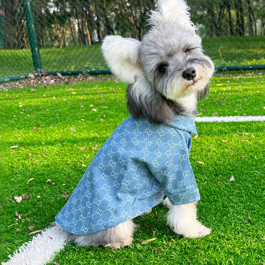 Pet Dog Snatched Clothes