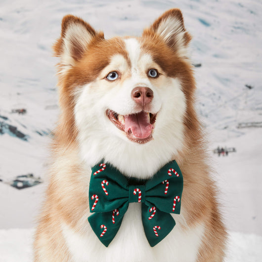 Evergreen Candy Cane Dog Bow
