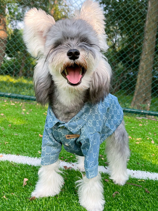 Pet Dog Snatched Clothes
