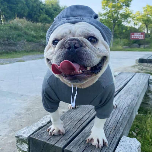 Essentials Dog Clothes