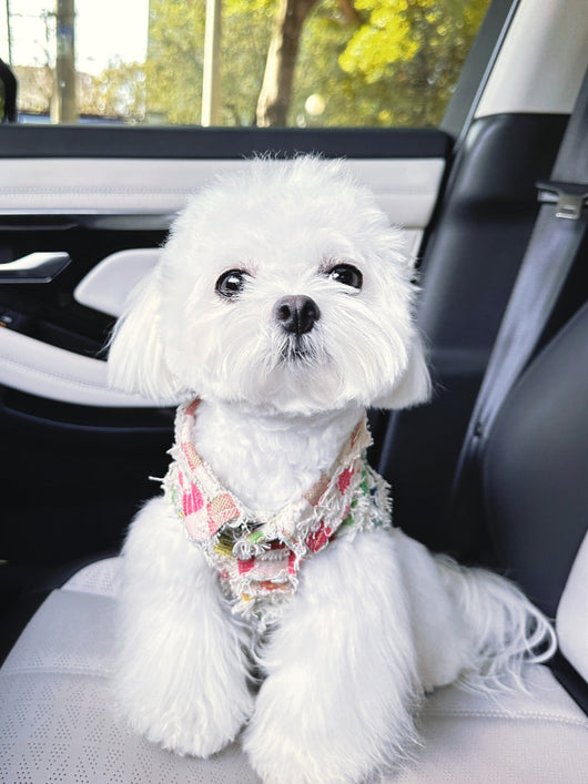 Pet Dog Wavy Clothes