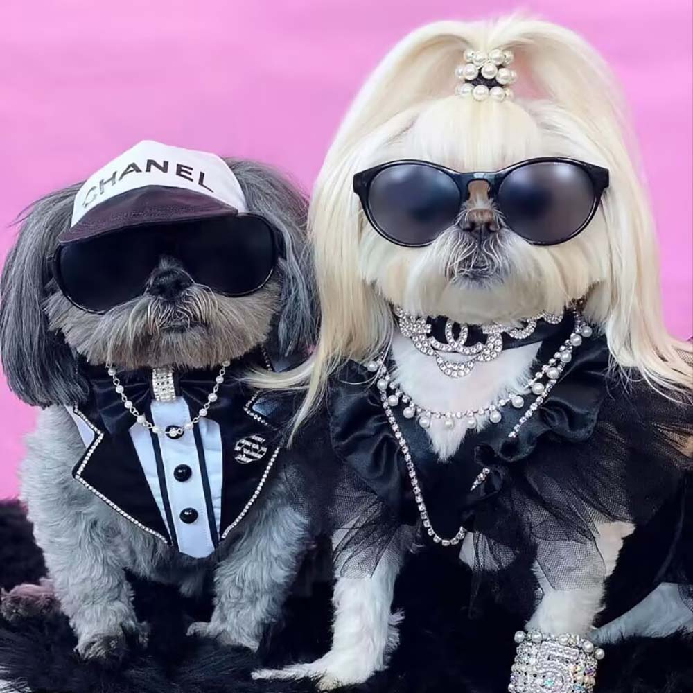 Doggo Clothing