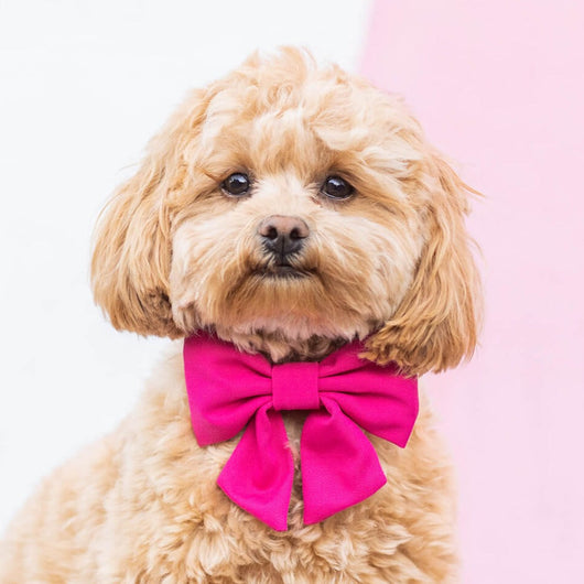 Hot Pink Dog Bow