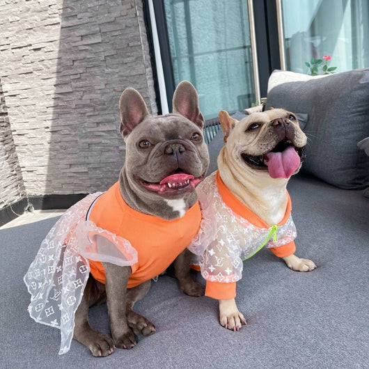 Luxury Dog Fashion Hot Jacket