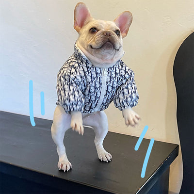 Luxury Dog Rain Jacket Dog Cotton Vibrant Clothes