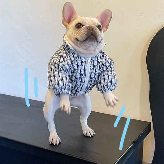 Luxury Dog Rain Jacket Dog Cotton Vibrant Clothes