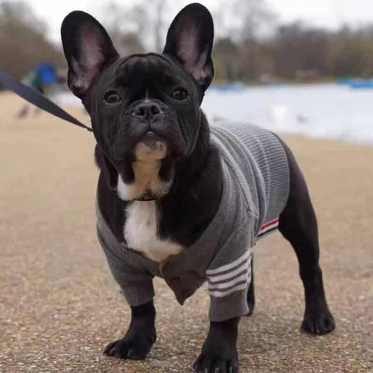 Pet Raw Sweaters