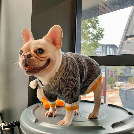 Winter Greay Dog Flex Sweaters