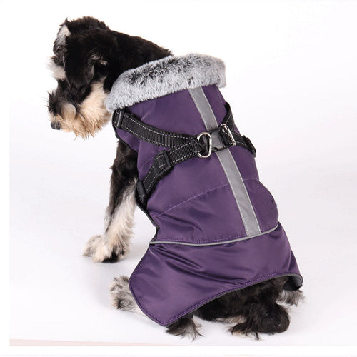 Winter Dog Sketchy Jacket