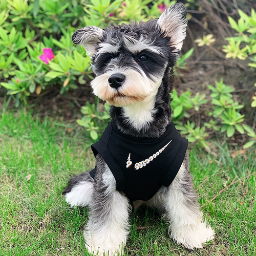 Big Dog Classic Jersey