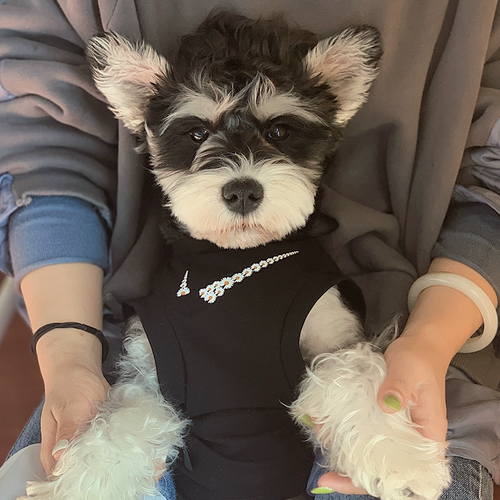 Big Dog Classic Jersey